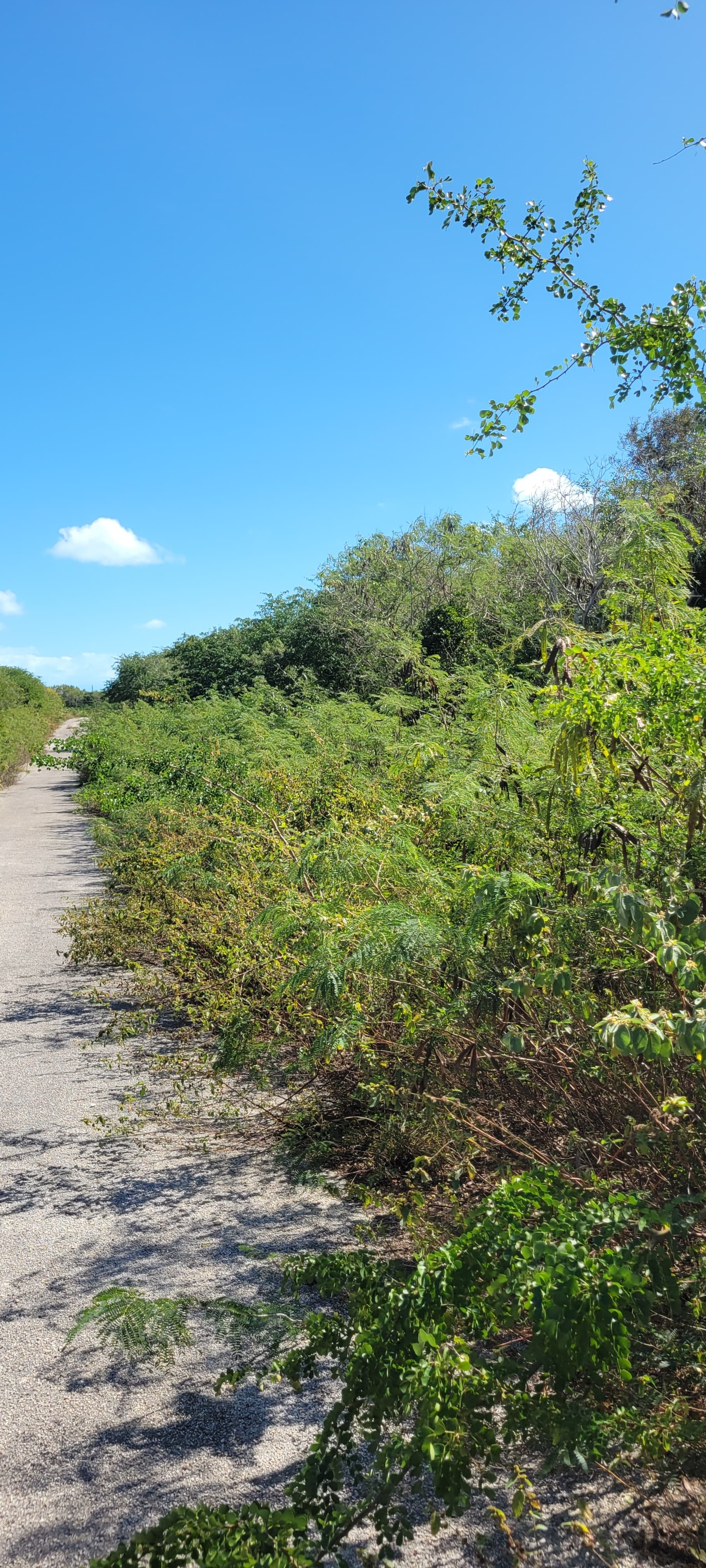 Single Family Lots 867/868/820/819 Alba Drive, Little Exuma, Exuma