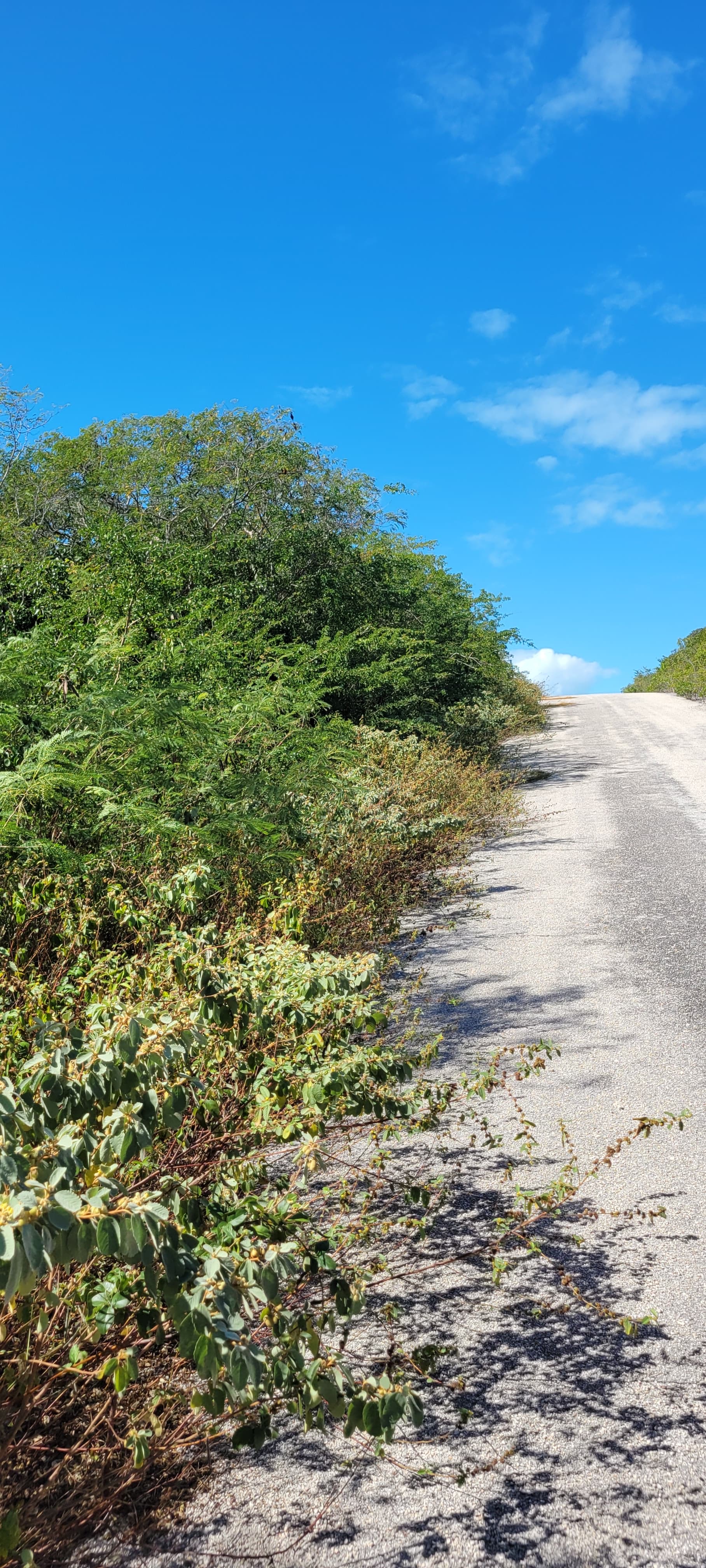 Single Family Lots 867/868/820/819 Alba Drive, Little Exuma, Exuma